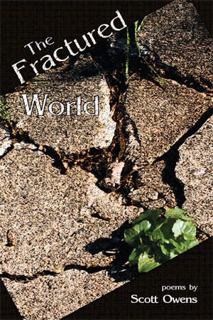 Broken concrete sidewalk with plant growing out of it