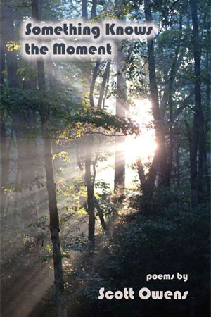 Sun rays shining through the trees