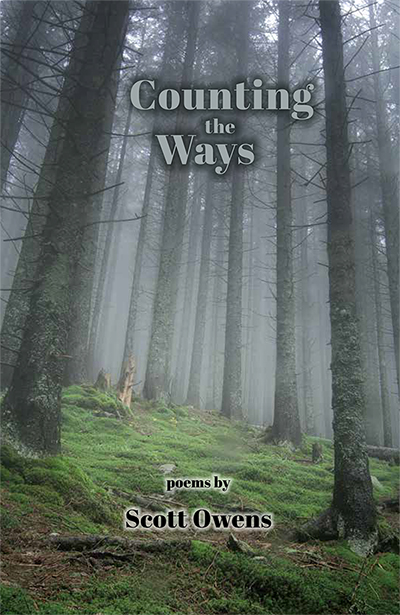 tall trees in misty woods